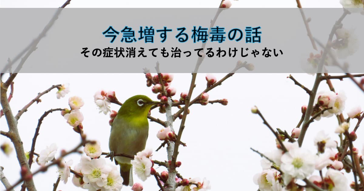 梅の花とメジロ｜いま急増する梅毒について解説する記事のアイキャッチ画像