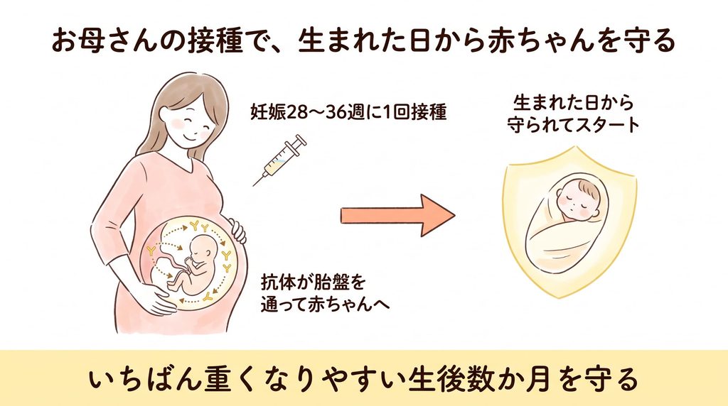 妊娠28〜36週にお母さんがRSウイルスワクチンを1回接種すると、抗体が胎盤を通っておなかの赤ちゃんに移り、生まれた日から守られてスタートできることを示した図解